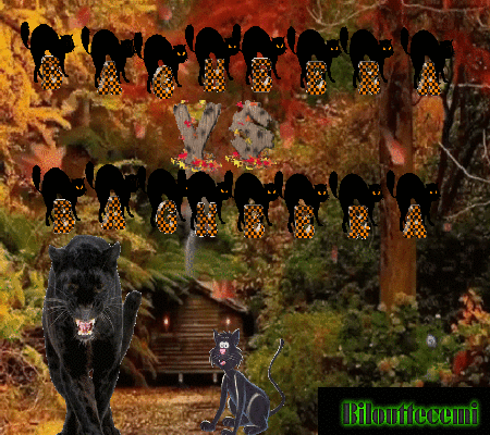 Bagheera_vs_Bagheera_1b