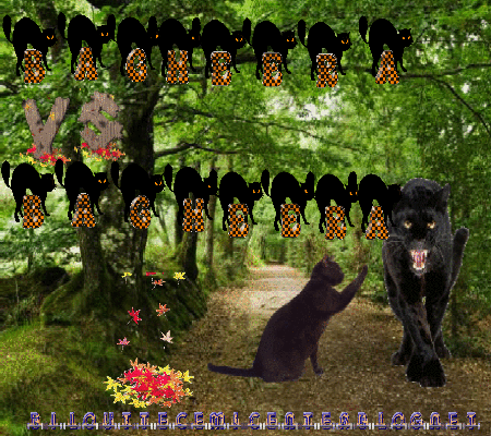 Bagheera_vs_Bagheera_2